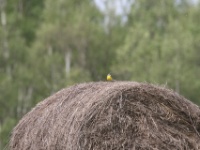 2016-05-14 12h20m16 - Gele kwikstaart - Jan van Kleef